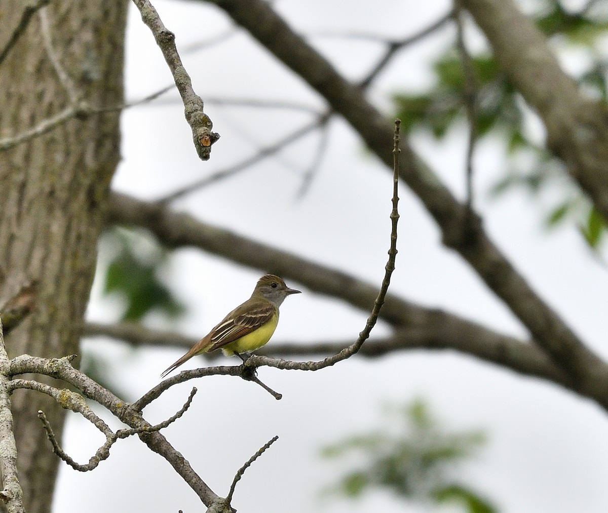 Great Crested Flycatcher - Jaime Thomas