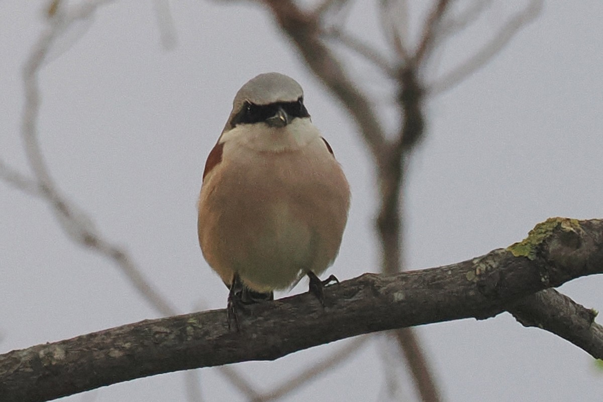 Red-backed Shrike - Donna Pomeroy