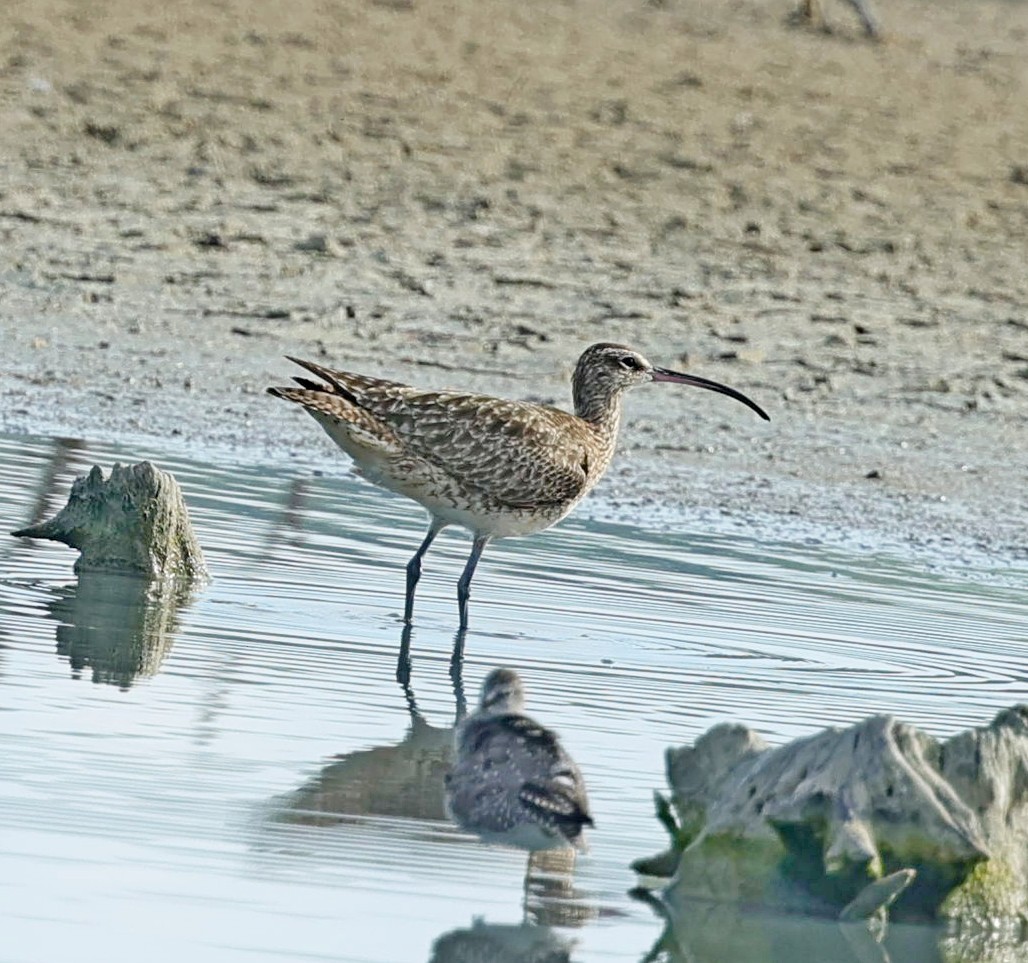 Whimbrel (Hudsonian) - ML619486080