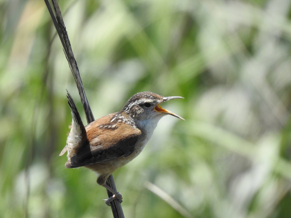 Marsh Wren - Erich Boenzli