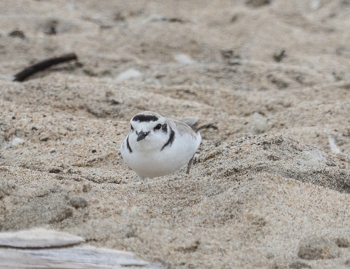 Snowy Plover - Tom Younkin