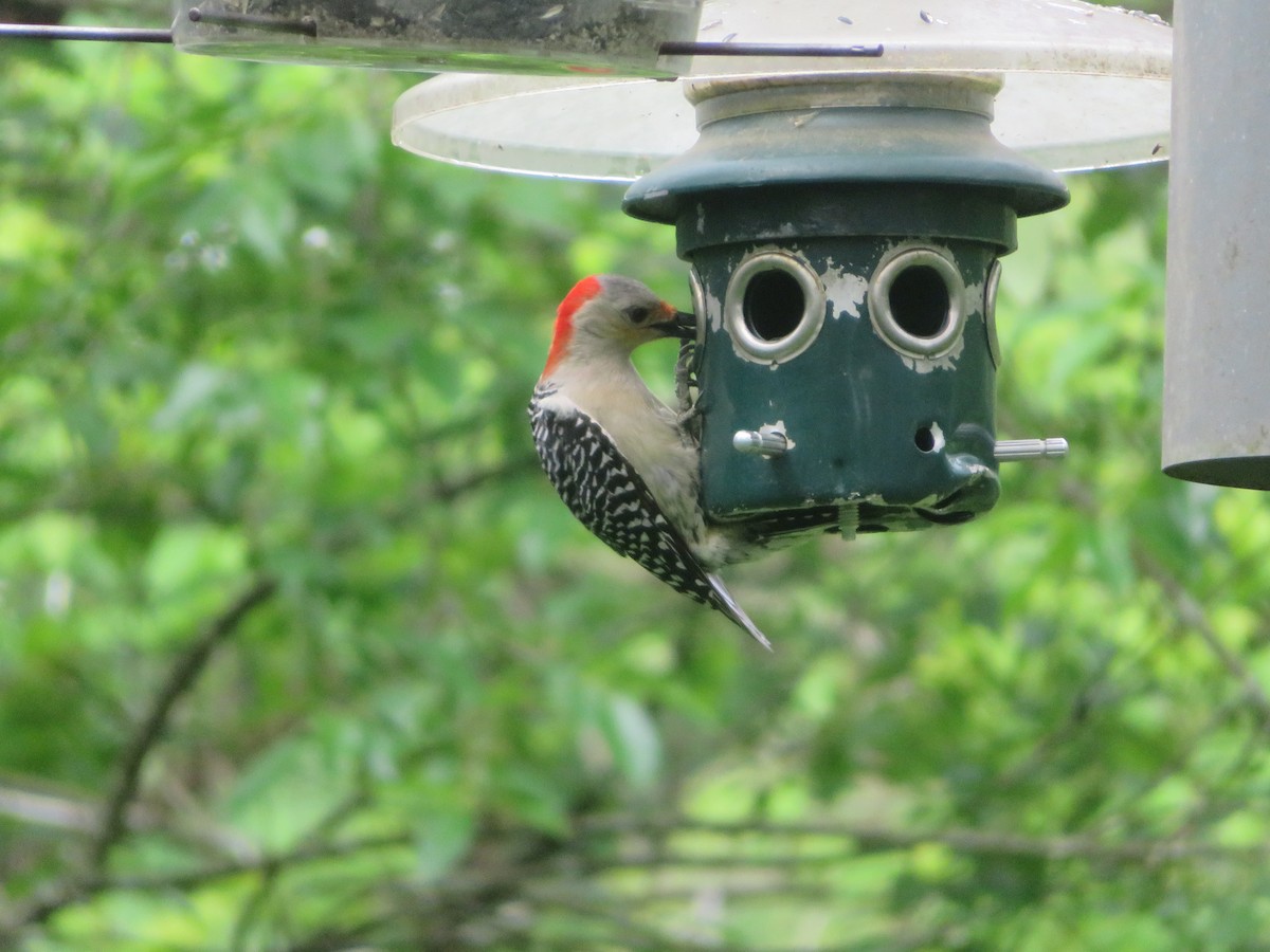 Red-bellied Woodpecker - Bruce Kronmiller