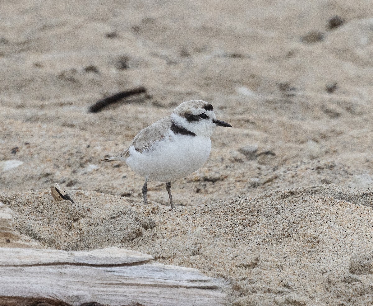 Snowy Plover - Tom Younkin