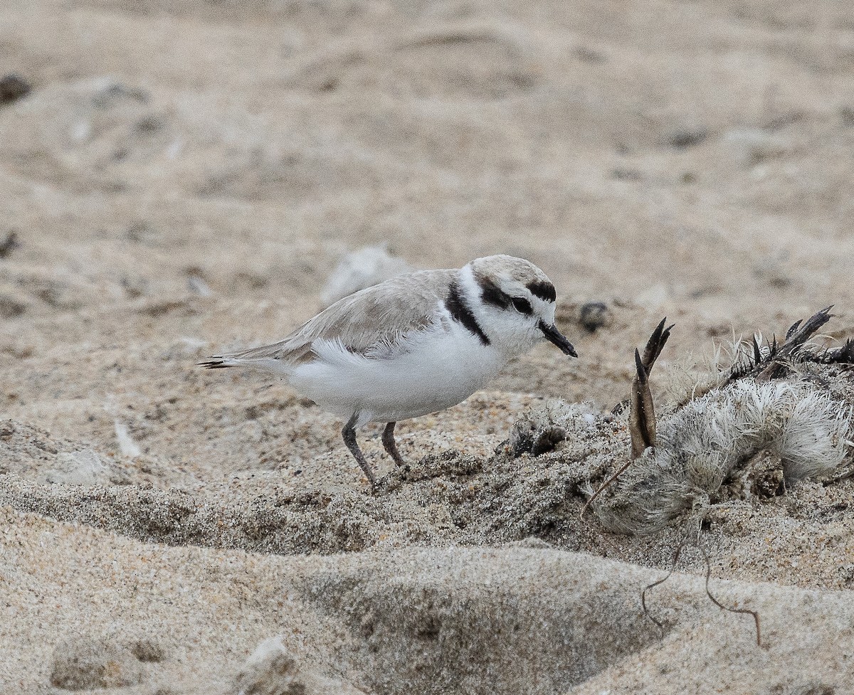 Snowy Plover - Tom Younkin