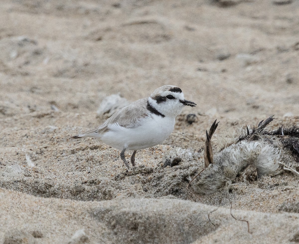 Snowy Plover - Tom Younkin