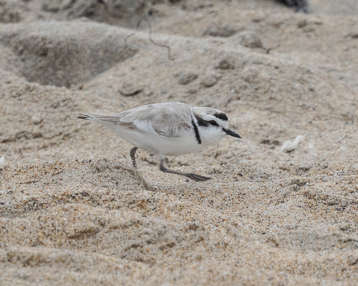 Snowy Plover - Tom Younkin