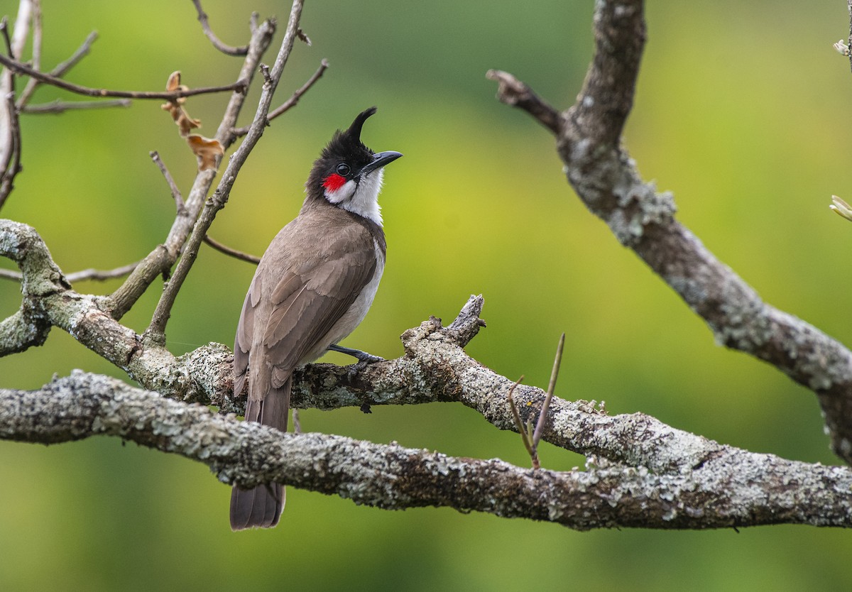 Red-whiskered Bulbul - Fareed Mohmed