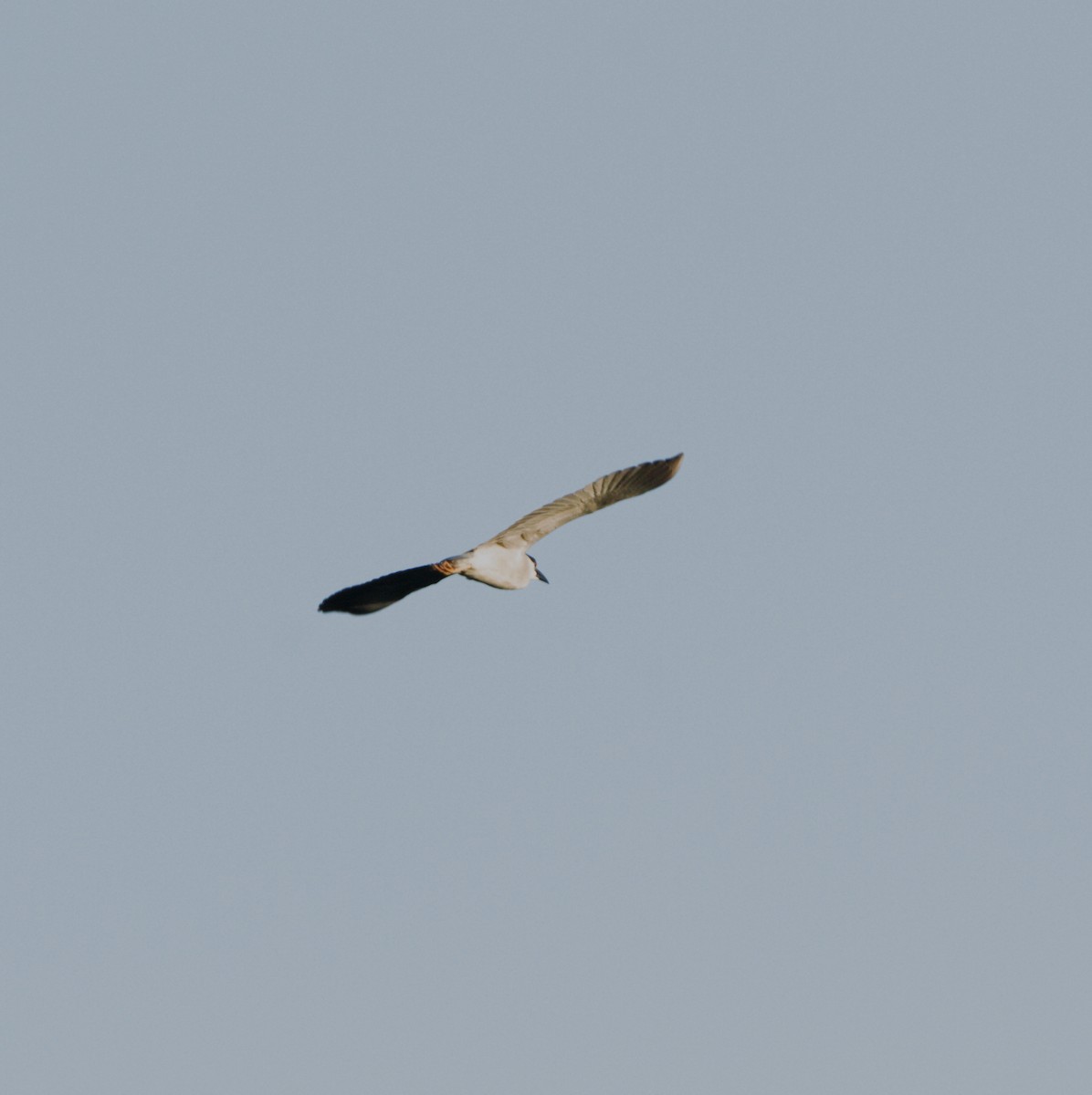 Black-crowned Night Heron - Abraham Bowring