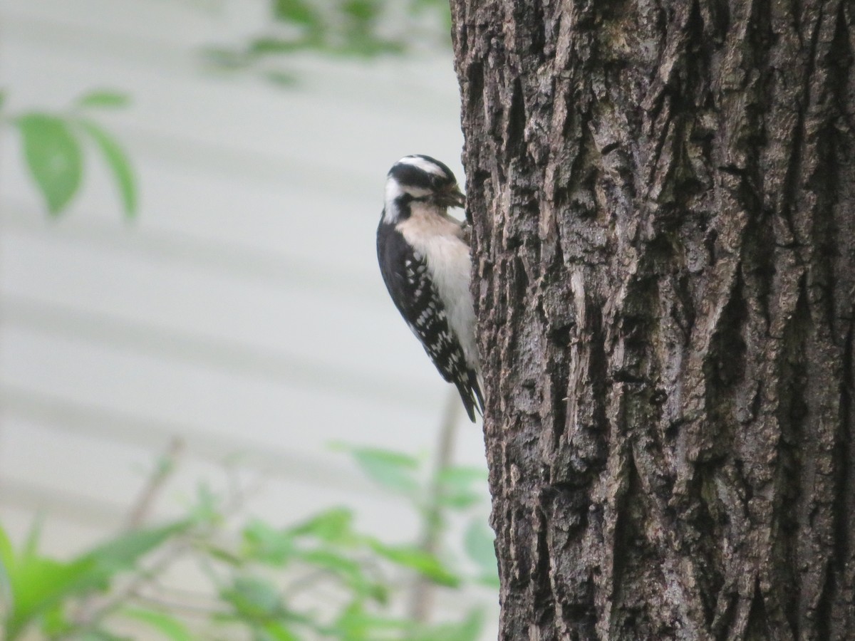 Downy Woodpecker - ML619486099