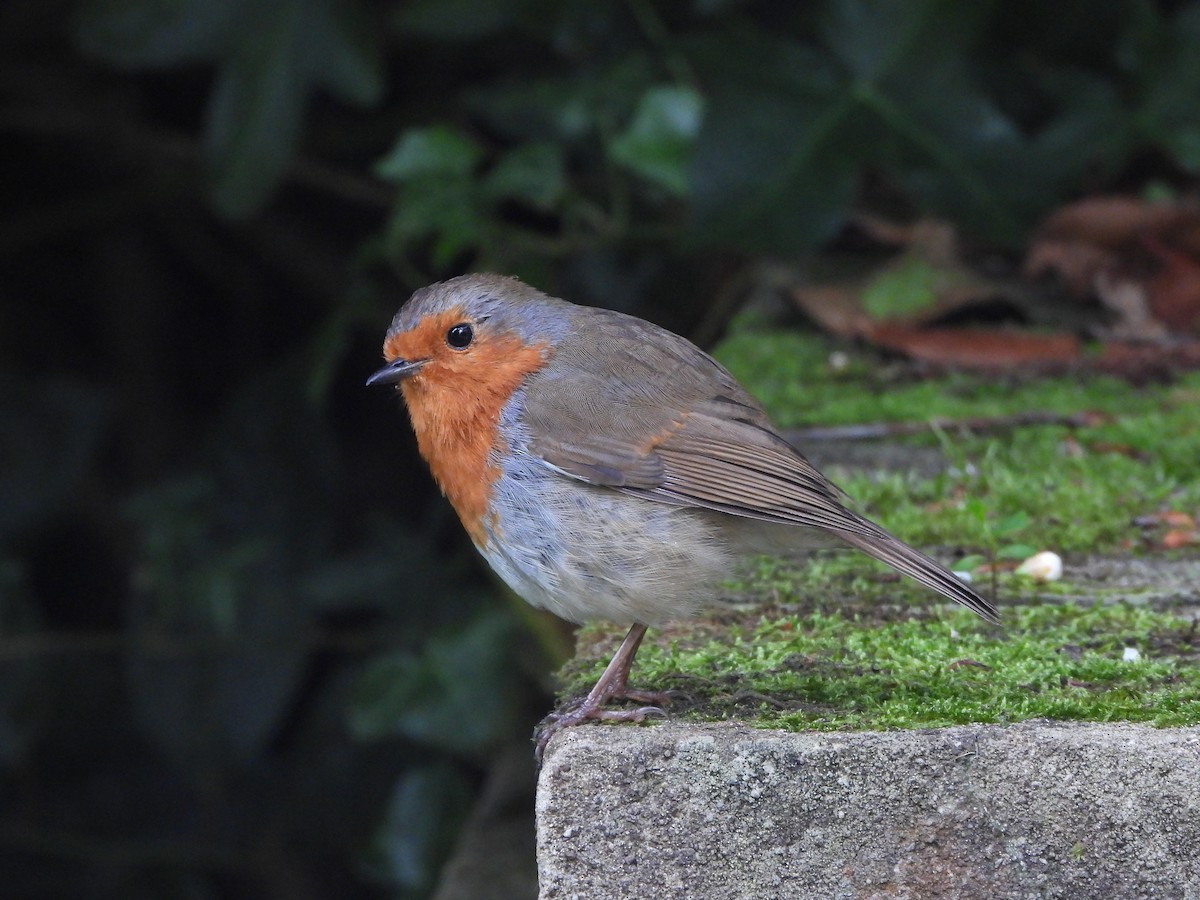 European Robin - Haydee Huwel