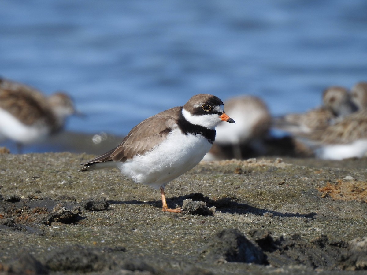 Semipalmated Plover - Erich Boenzli