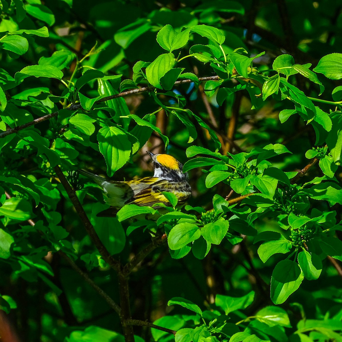 Chestnut-sided Warbler - Andrew Dressel