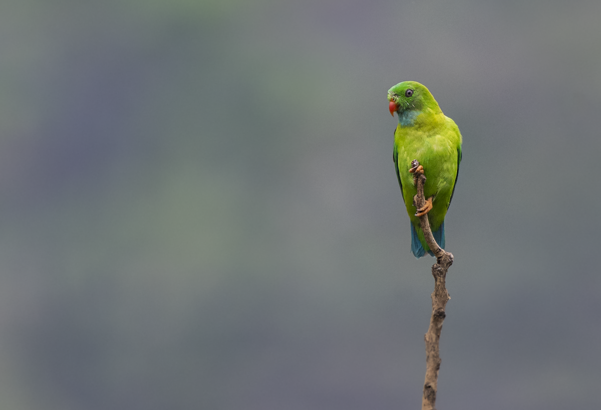 Vernal Hanging-Parrot - Fareed Mohmed