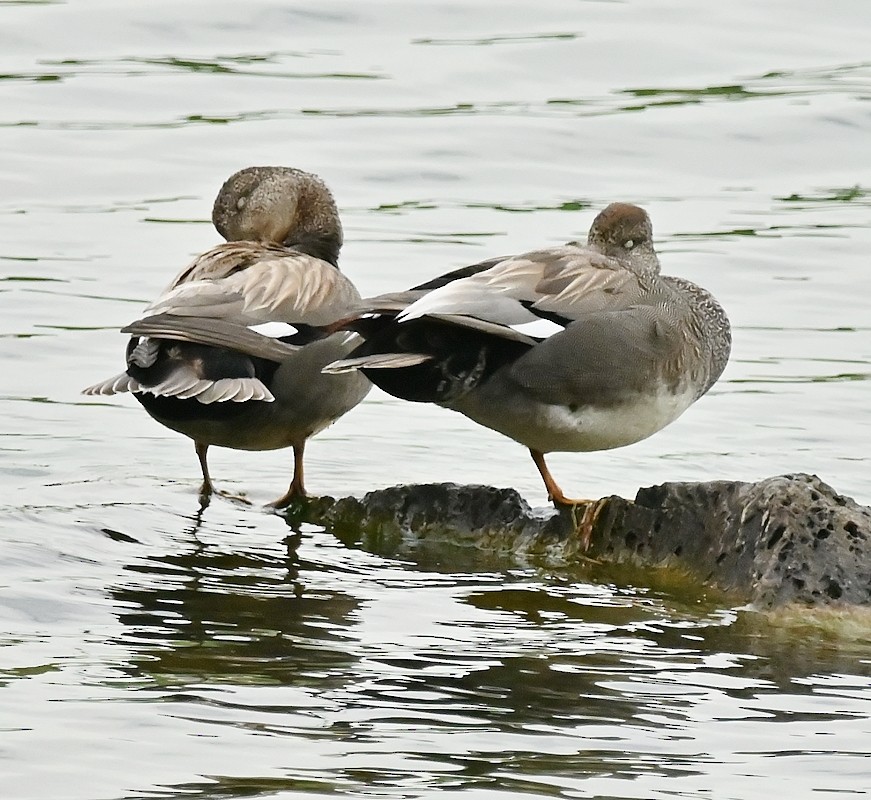 Gadwall - Regis Fortin