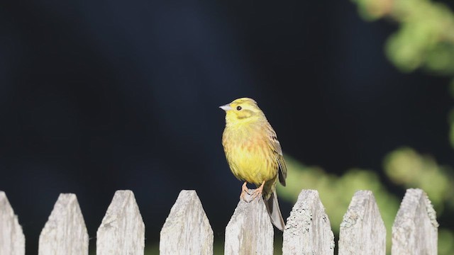 Yellowhammer - ML619486139