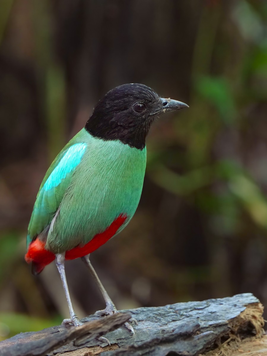 Western Hooded Pitta - Edmond Sham