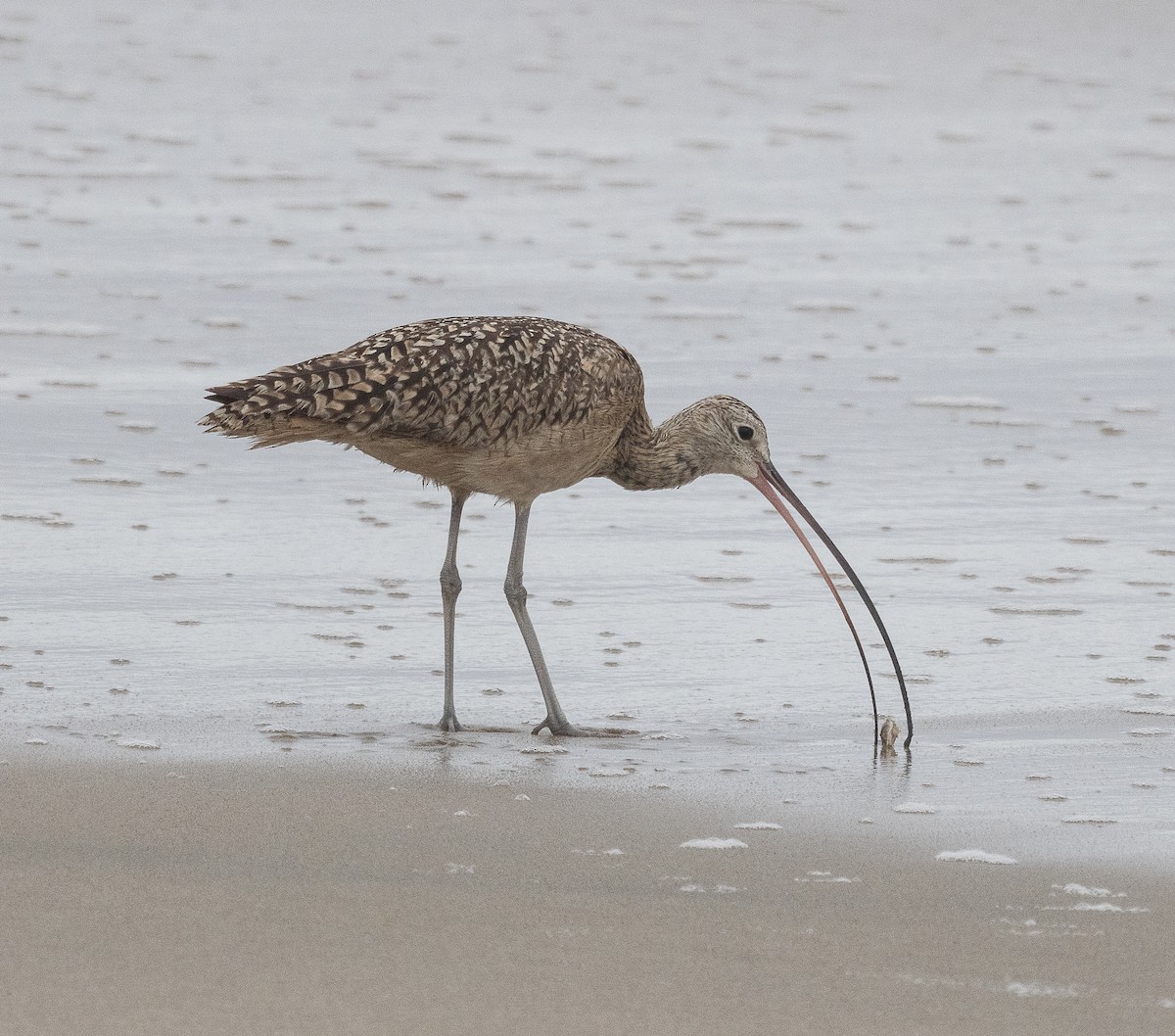 Long-billed Curlew - Tom Younkin