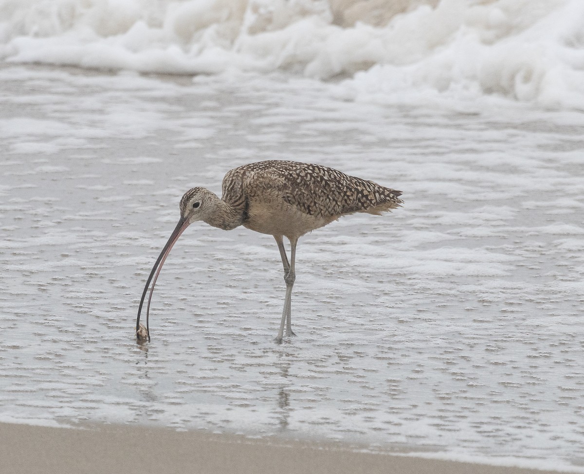 Long-billed Curlew - Tom Younkin