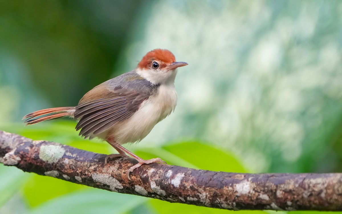 Rufous-tailed Tailorbird - Edmond Sham