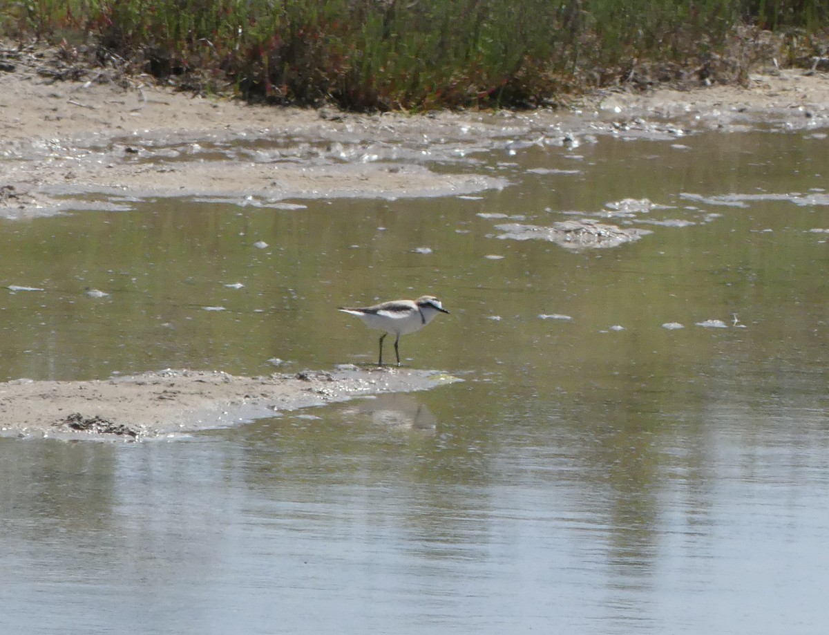 Kentish Plover - Guy RUFRAY