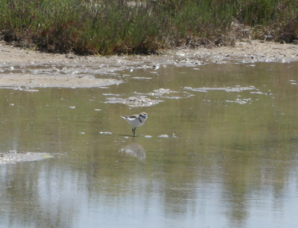 Kentish Plover - Guy RUFRAY