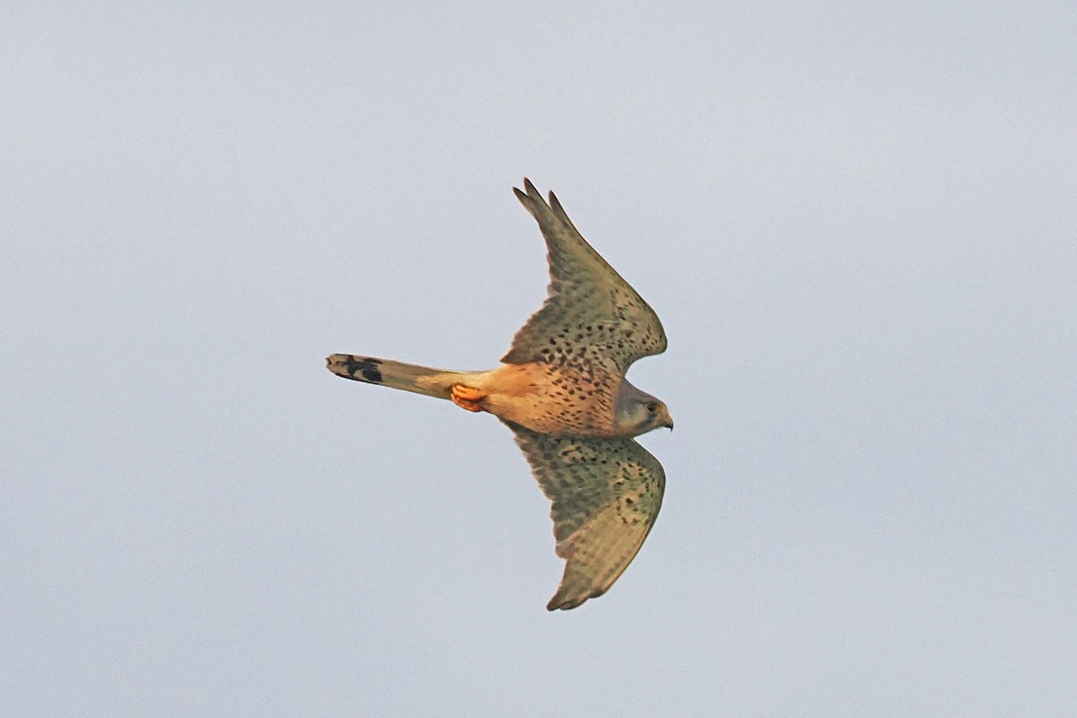 Eurasian Kestrel - Donna Pomeroy