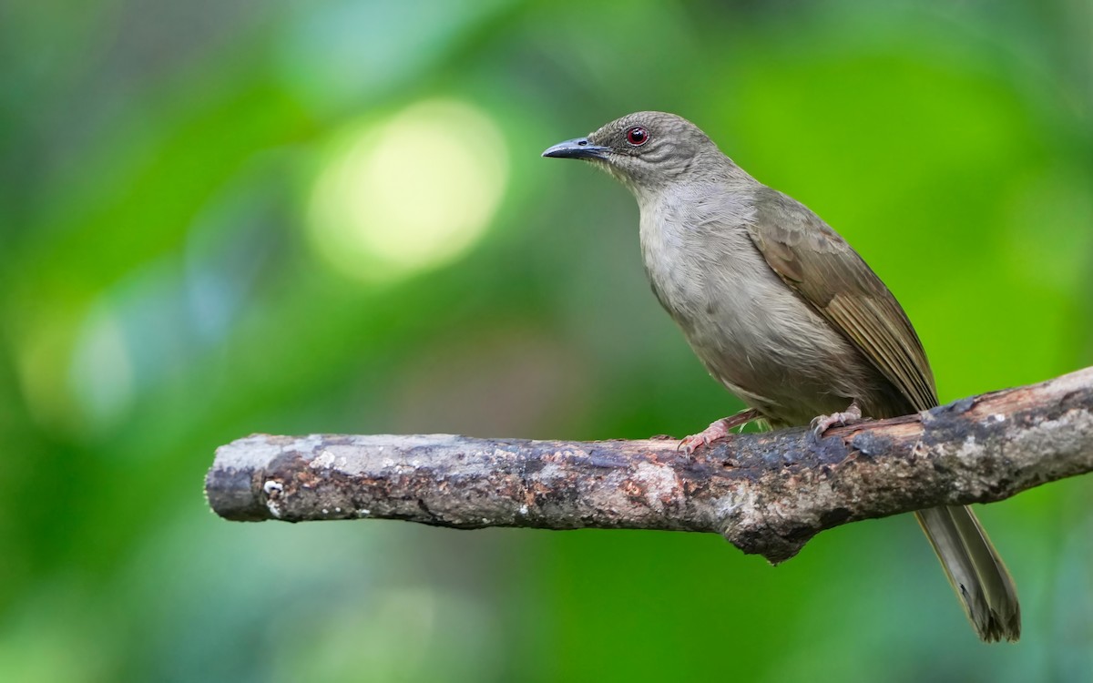 Olive-winged Bulbul - ML619486164