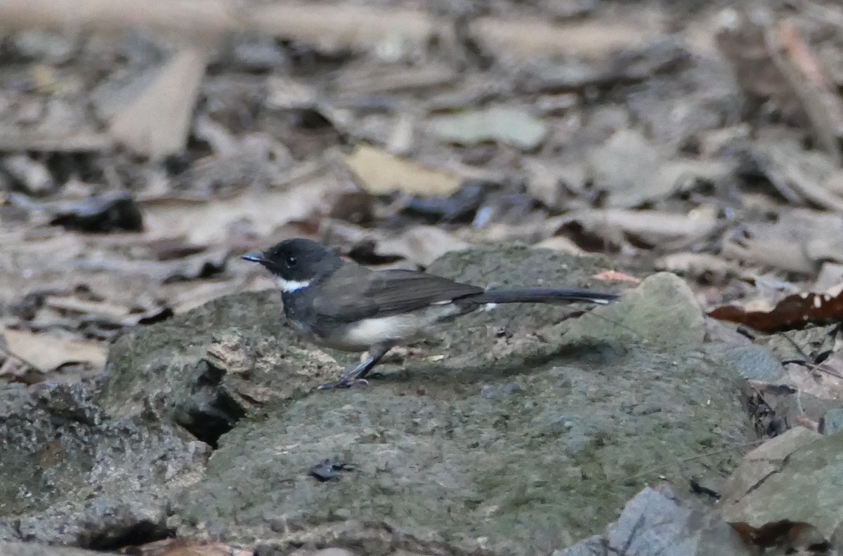 Malaysian Pied-Fantail - ML619486165