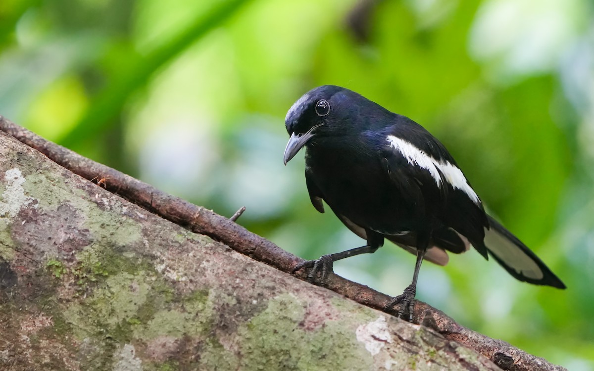 Oriental Magpie-Robin - Edmond Sham