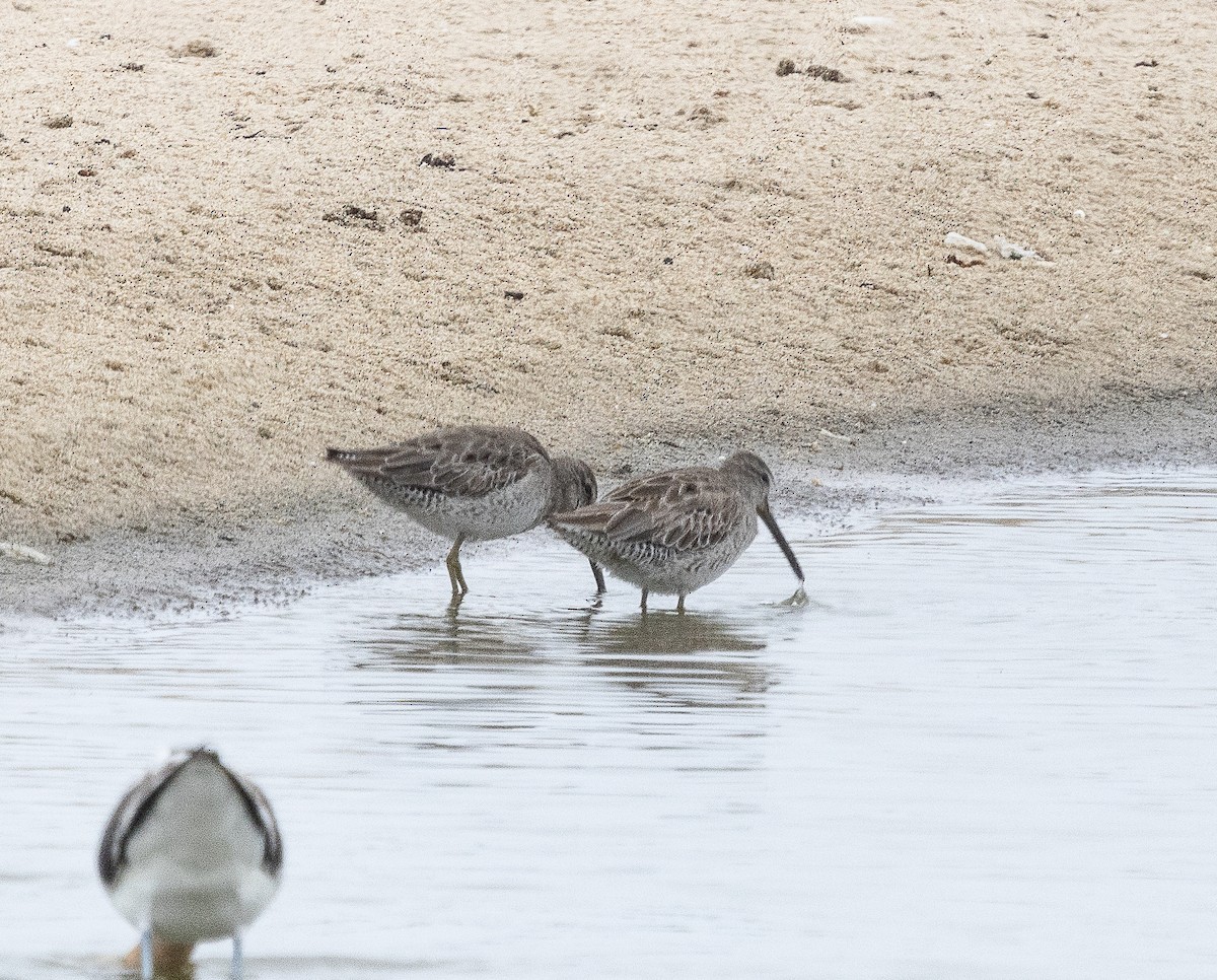 Short-billed Dowitcher - Tom Younkin