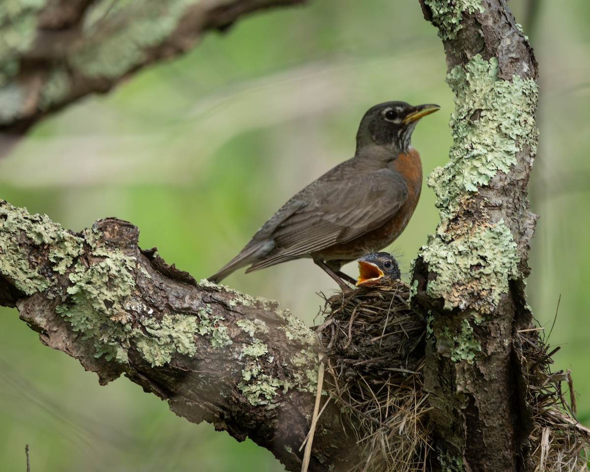 American Robin - ML619486175