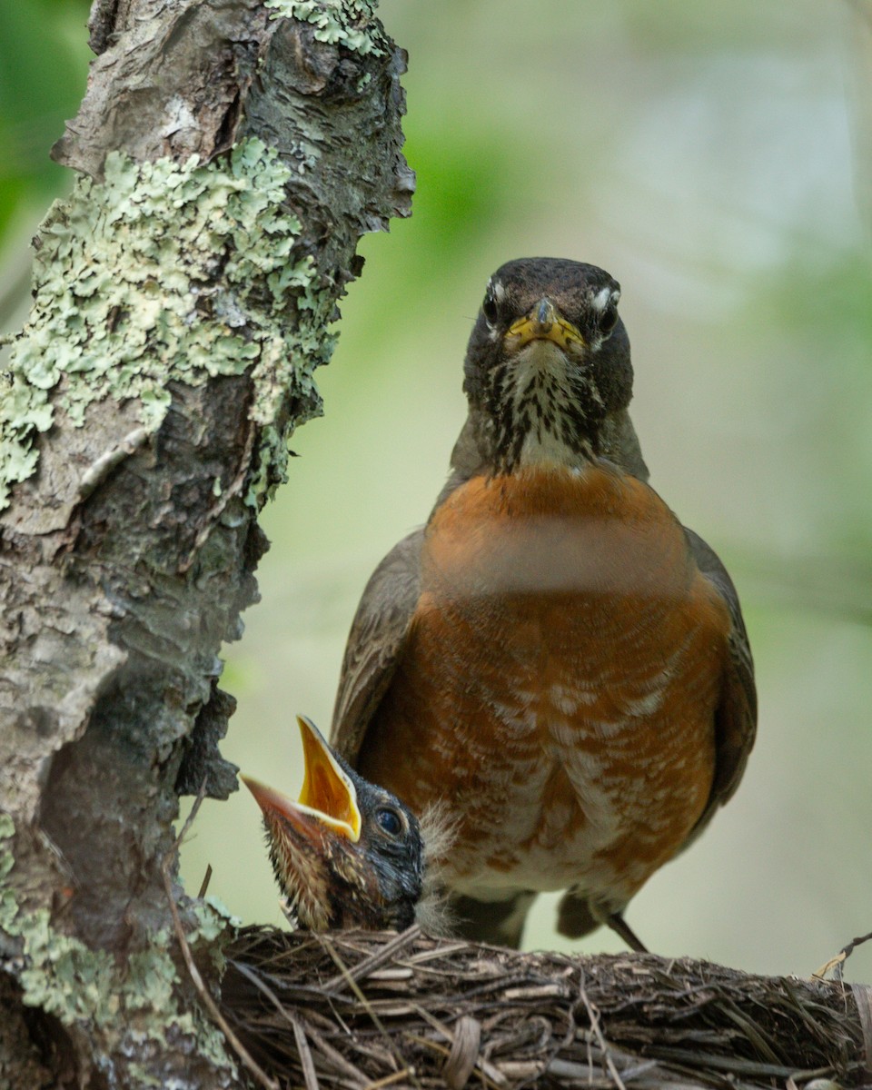 American Robin - Matt Kaiser