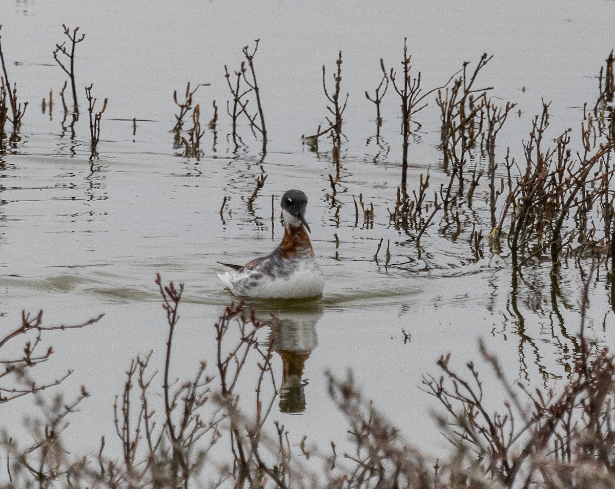 Red-necked Phalarope - Tom Younkin