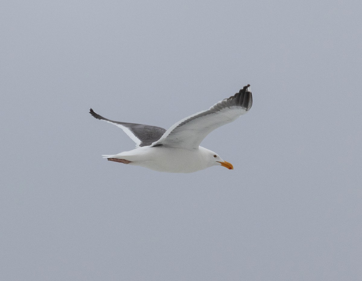 Western Gull - Tom Younkin