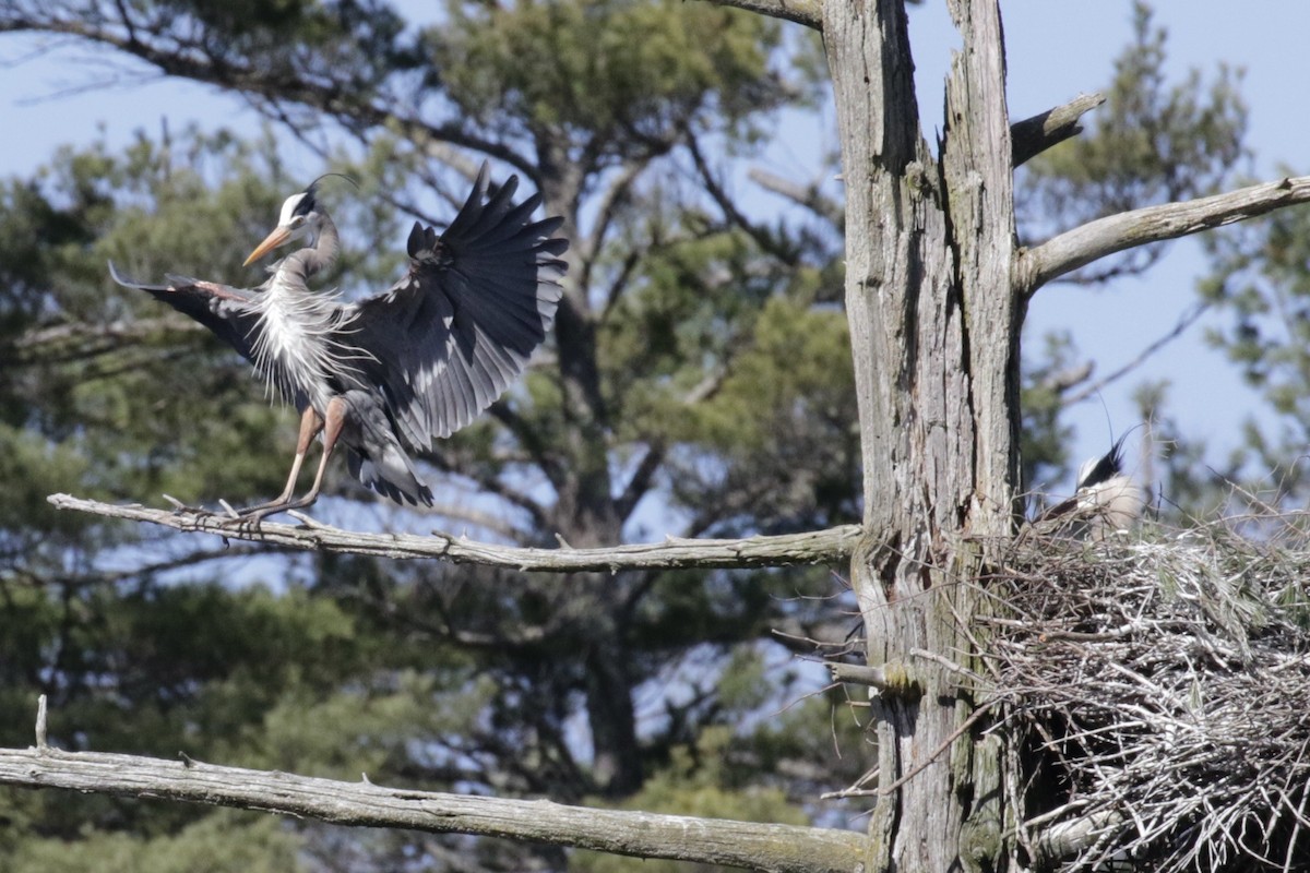 Great Blue Heron - Glen Chapman