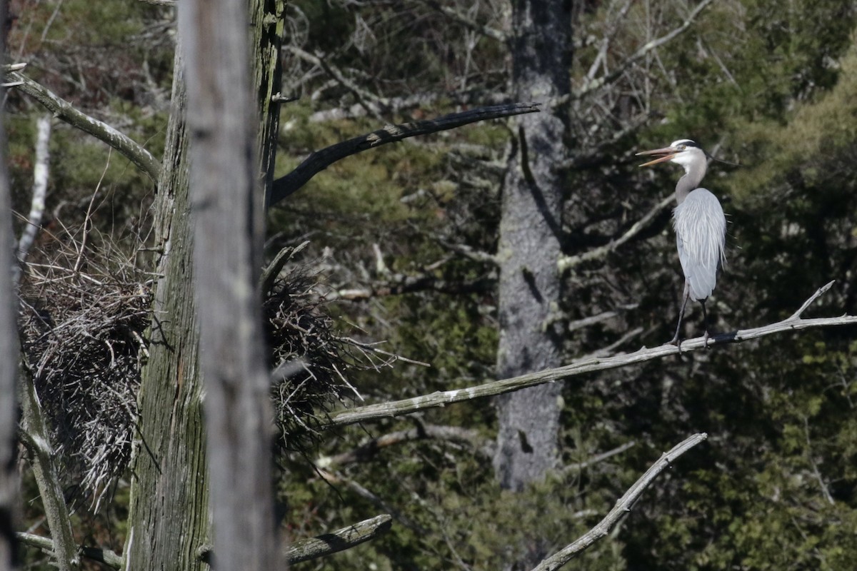 Great Blue Heron - Glen Chapman