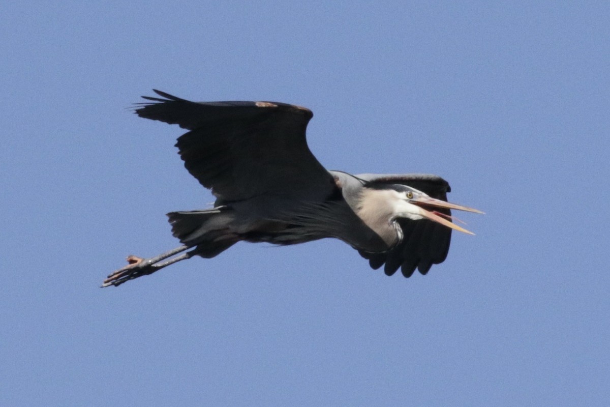 Great Blue Heron - Glen Chapman