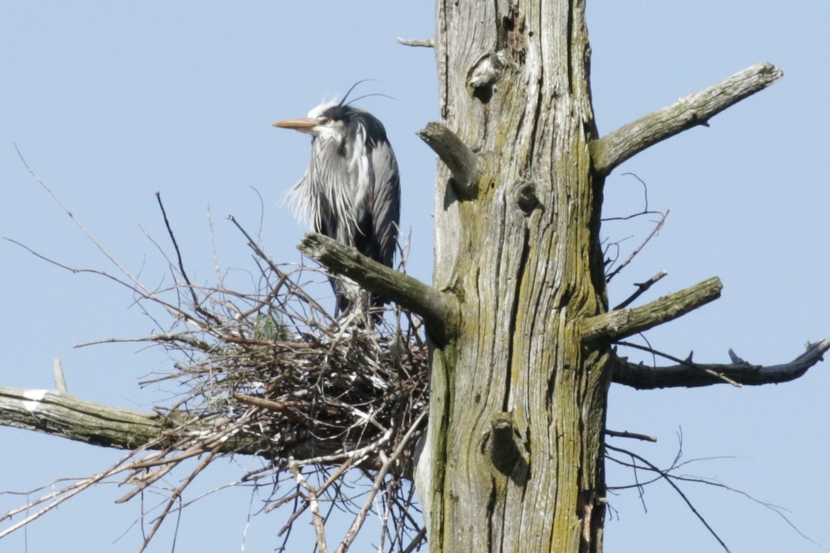 Great Blue Heron - Glen Chapman