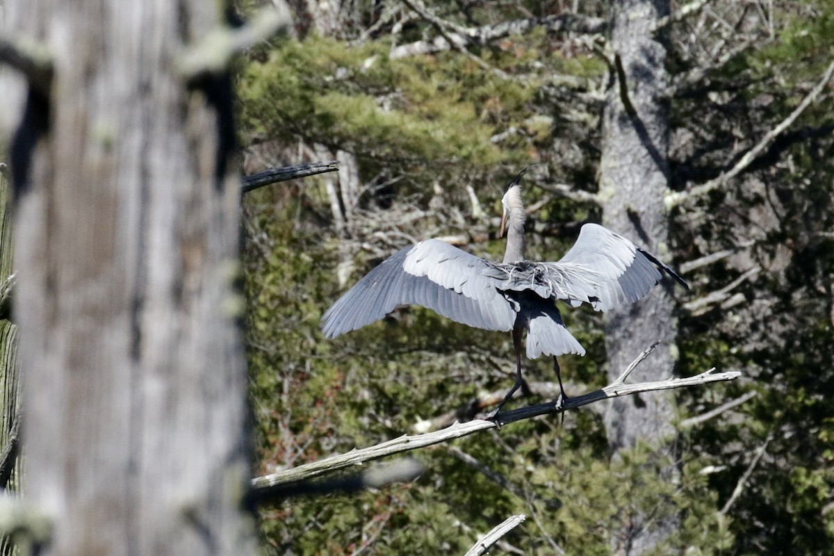 Great Blue Heron - Glen Chapman