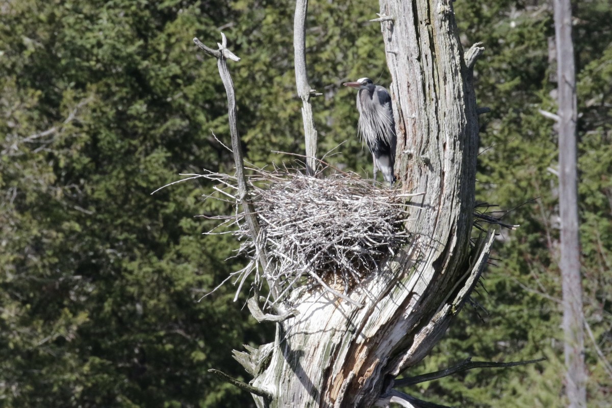 Great Blue Heron - Glen Chapman