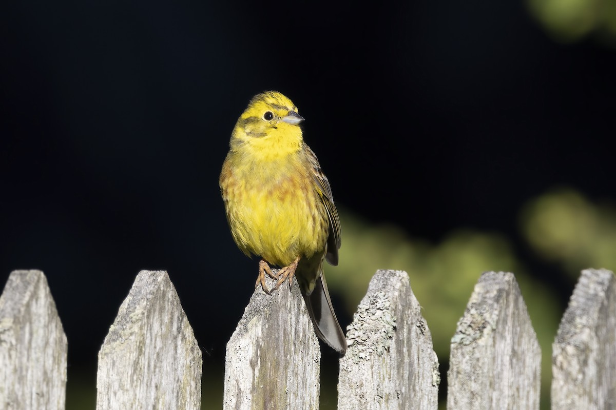 Yellowhammer - Delfin Gonzalez