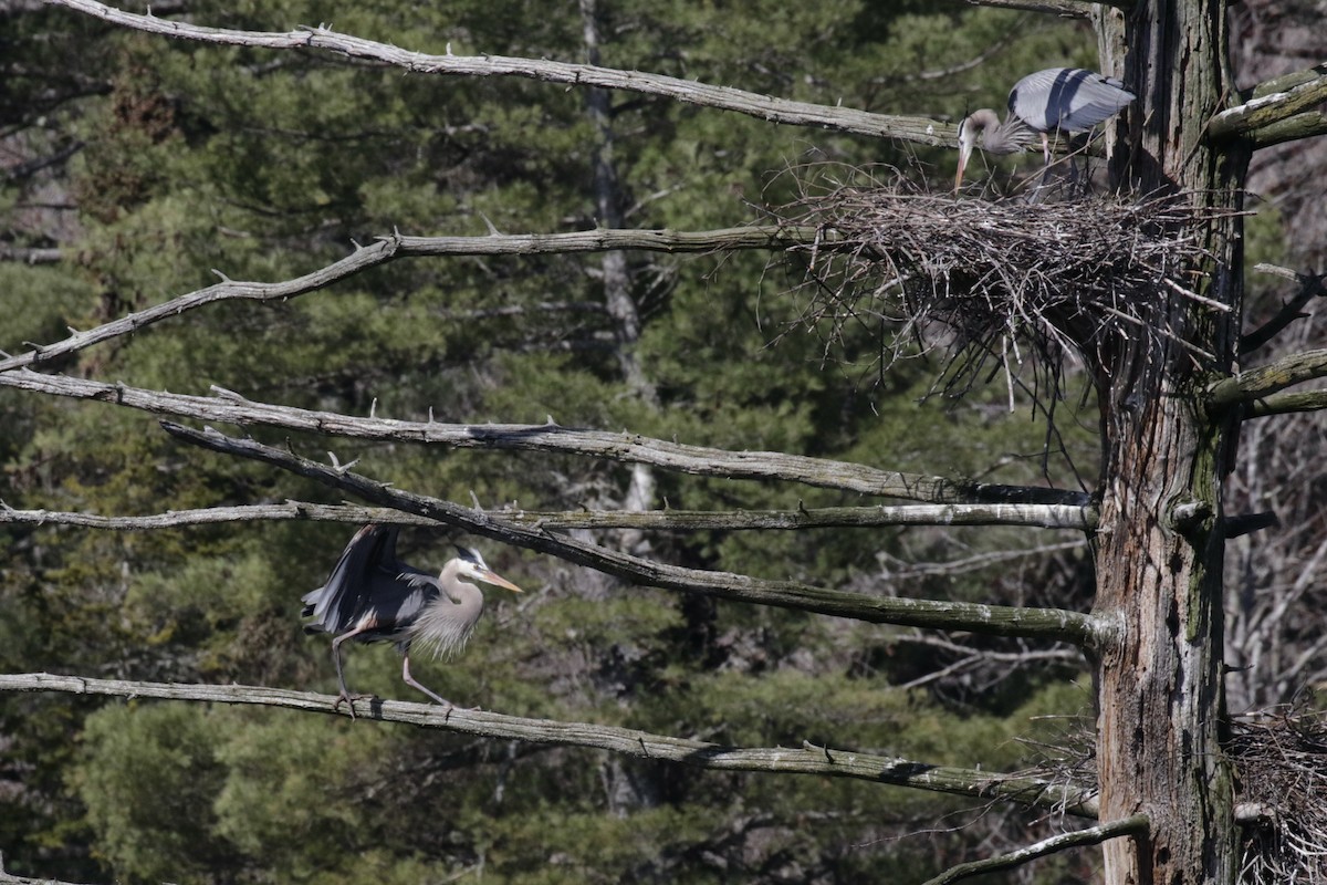 Great Blue Heron - Glen Chapman