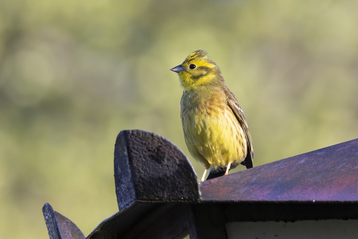 Yellowhammer - Delfin Gonzalez