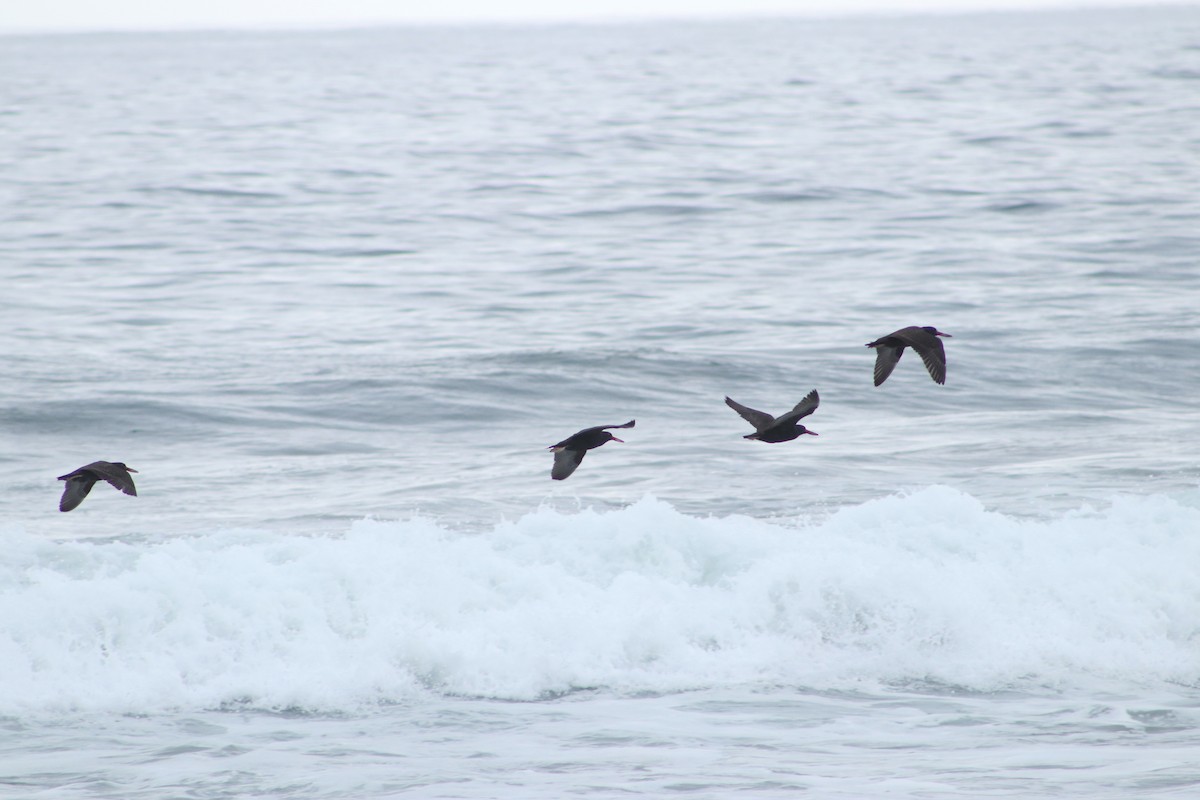 Blackish Oystercatcher - Patricio Camacho