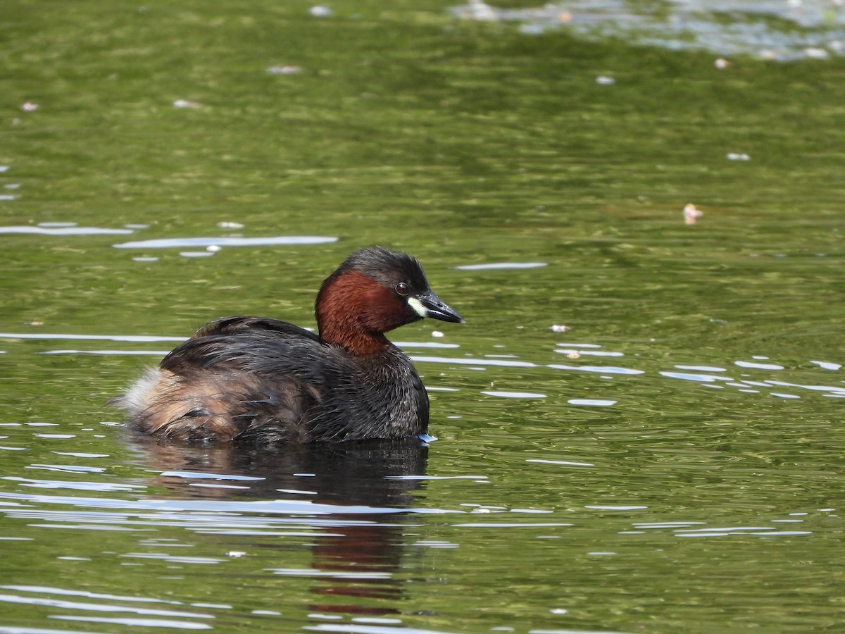 Little Grebe - Haydee Huwel