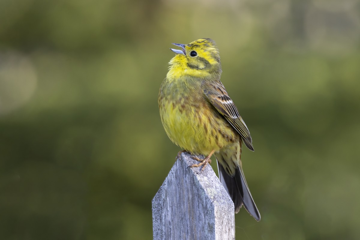 Yellowhammer - Delfin Gonzalez