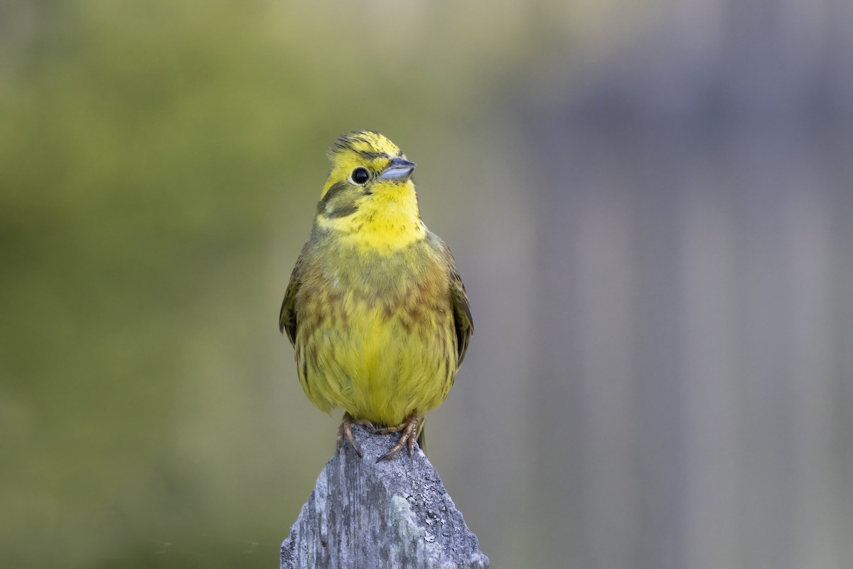 Yellowhammer - Delfin Gonzalez