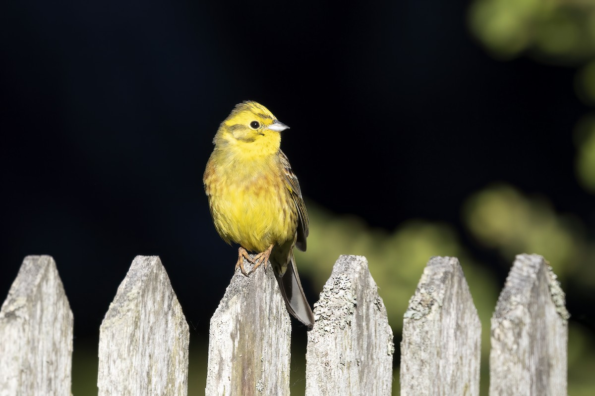 Yellowhammer - Delfin Gonzalez