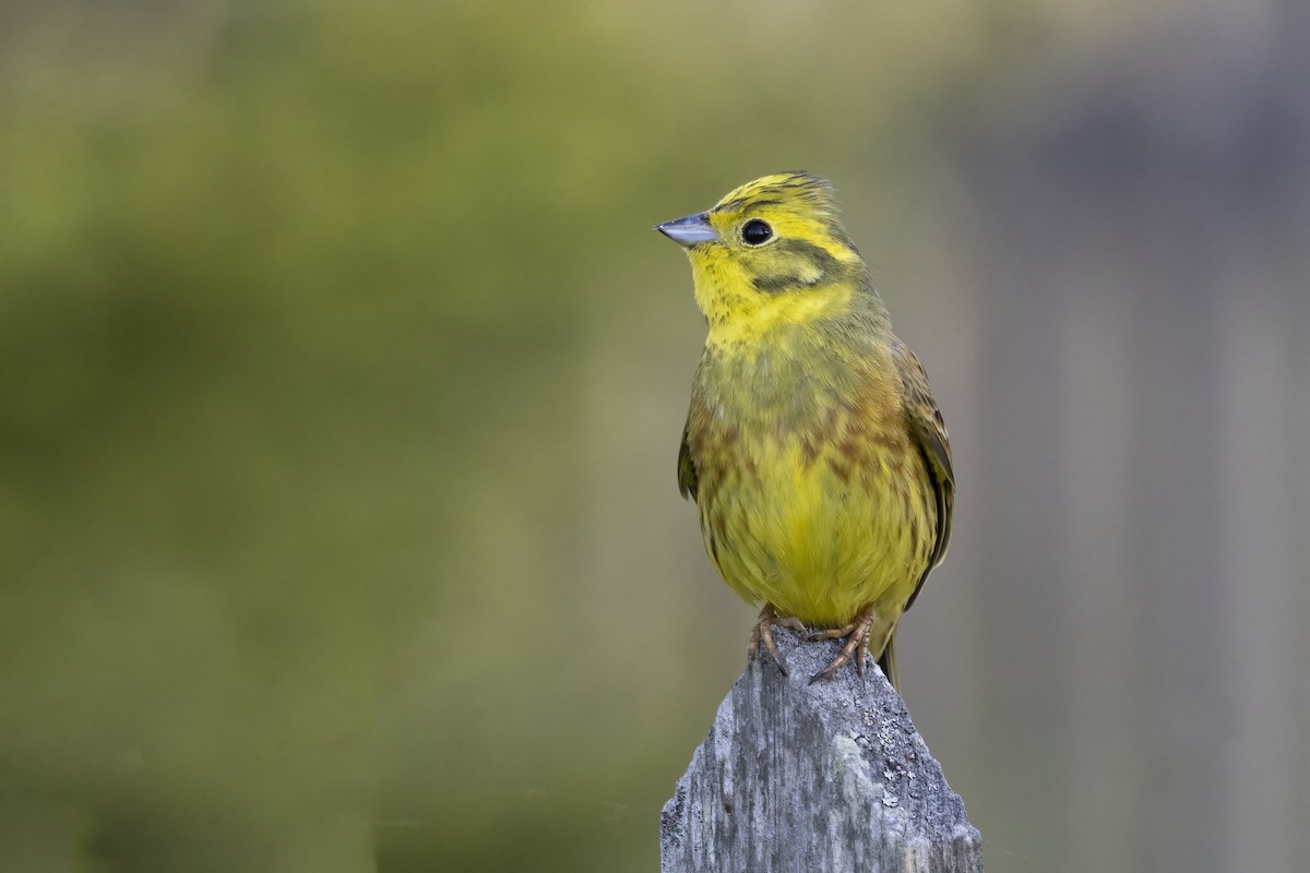 Yellowhammer - Delfin Gonzalez