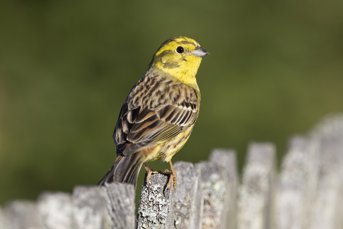 Yellowhammer - Delfin Gonzalez